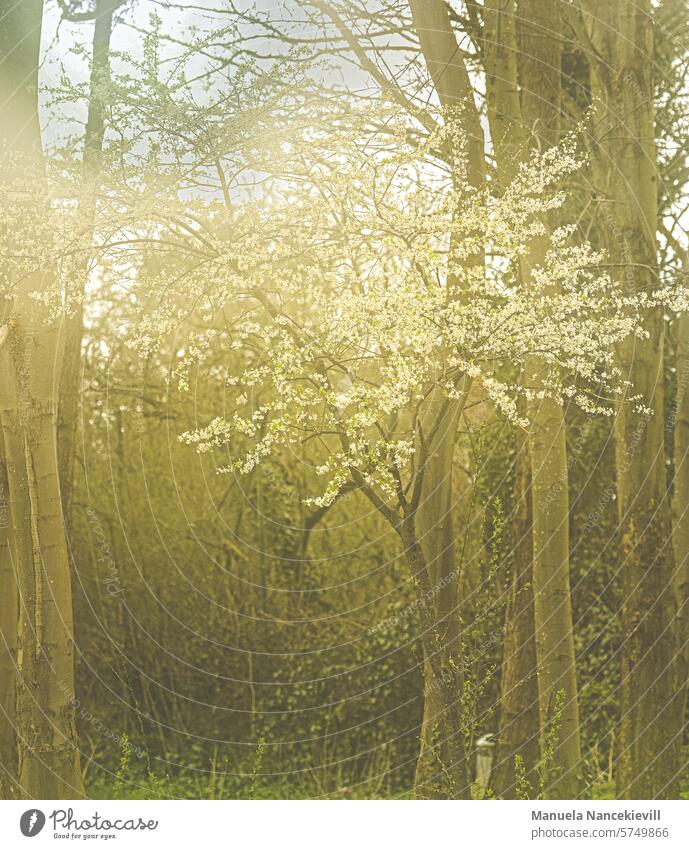 Erwachen des Waldes im Frühling Natur Baum Landschaft Umwelt Außenaufnahme Menschenleer Farbfoto Bäume natürlich ruhig Sonnenlicht Idylle Spaziergang baumblüte
