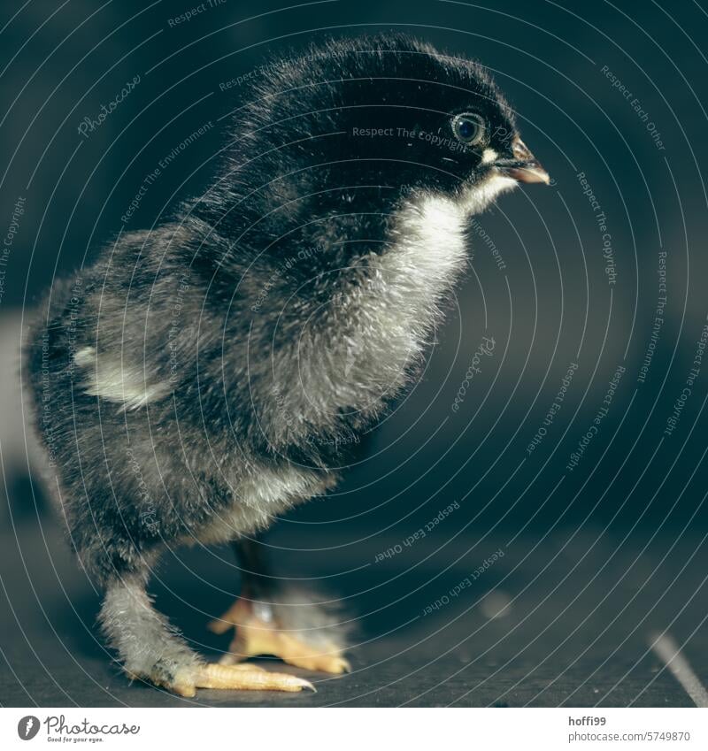 Nahaufnahme eines  jungen Kückens Flaum Vogel Haushuhn geschlüpft Huhn Portrait Tier Geflügel Tierhaltung Nutztier Tierporträt Federvieh Haustier Hahn Schnabel
