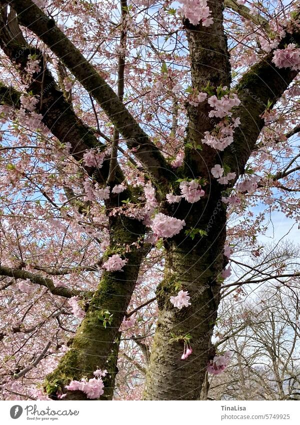 Zierkirschenblüten am Baum ZIerkirschenblüten rosa Baumstamm grün braun Zweige Blüten blühend schön natürlich zart Wachstum Natur Frühling Außenaufnahme