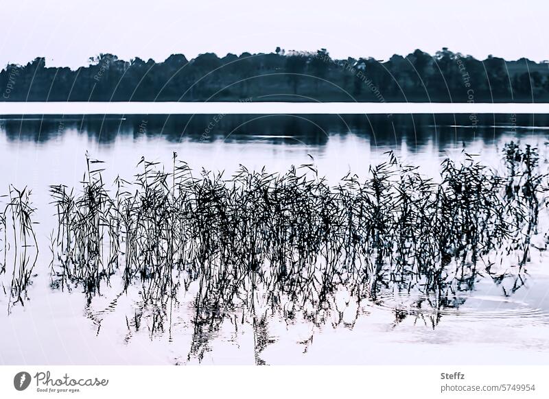 Schilf spiegelt sich im ruhigen See zur Abendstune Wasserpflanzen Seegras Spiegelung Wildpflanzen Schilfrohr Reet Röhricht Riedgras wachsen Seewasser Seeufer