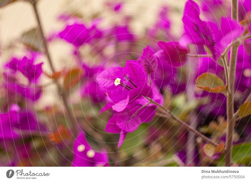 rosa lila Bougainvillea Blumen Nahaufnahme horizontalen Hintergrund. Tourismus in Spanien und auf den Kanarischen Inseln. Buchse purpur magenta Blüte Natur