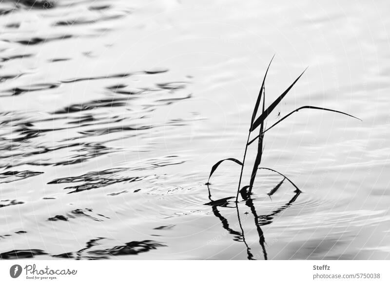 ein Grashalm mit einer kleinen Spinne im Wasser Spine Insekt grau schwarz wellig ruhig minimalistisch Wasseroberfläche Seewasser Seeufer wachsen Ruhe Spiegelung