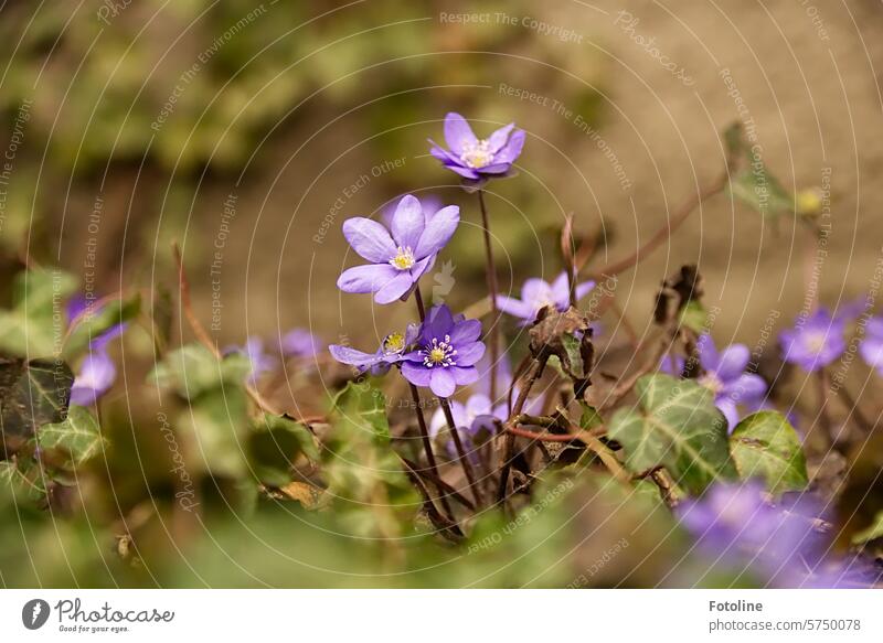Frühling mit vielen Leberblümchen Natur Pflanze Blüte Blume Farbfoto Schwache Tiefenschärfe Außenaufnahme Nahaufnahme Blühend Garten Detailaufnahme violett