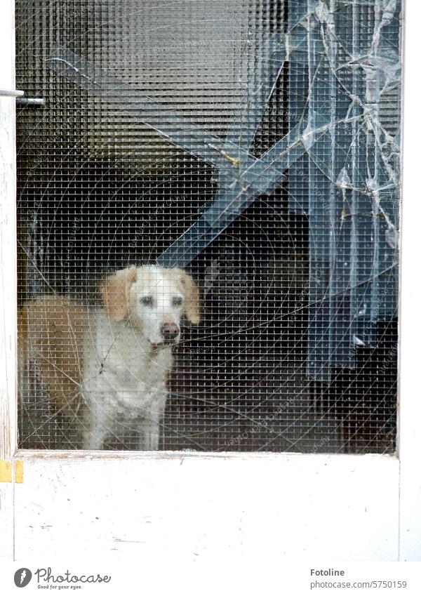 Ein Labrador steht hinter einer kaputten Glastür. Er möchte gern raus. Hund Tier Haustier Retriever Fell Labrador Retriever Säugetier Tierliebe Freund braun