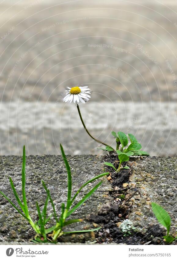 Gänseblümchen einsam am Straßenrand. Rundherum Asphalt und Stein. Blume Blüte Frühling weiß Pflanze Nahaufnahme Blühend grün Schwache Tiefenschärfe gelb grau
