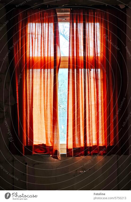 In einem Lost Place tauchen rötliche Gardinen den leeren Raum in ein warmes Licht. Fenster Stoff orange Fensterscheibe Fensterglas düster dunkel Vorhang