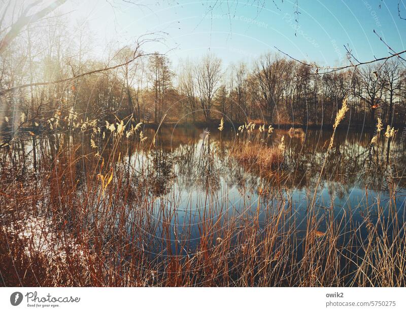 Unrasierte Randzone Teich Natur See Wasser Farbfoto Außenaufnahme Reflexion & Spiegelung Seeufer ruhig Umwelt Wasseroberfläche Menschenleer Wasserspiegelung