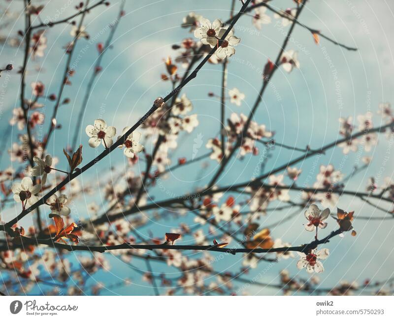 Weiße Blümchen Baumblüte Zierde Außenaufnahme Frühling Menschenleer Schönes Wetter Blüte Natur Blühend Farbfoto Pflanze rosa Zweige u. Äste natürlich