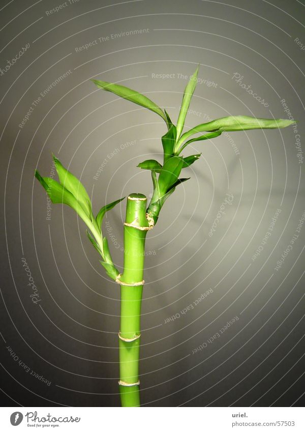 BamboO grün Pflanze Halm Asien Dekoration & Verzierung Garten Park Bambusrohr Natur rispe asian bamboo
