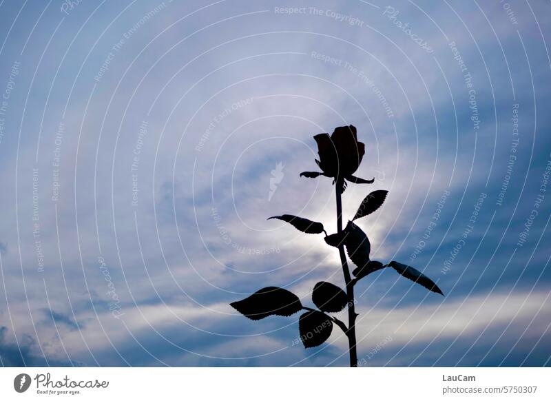 Eine Rose ist eine Rose ist eine Rose Silhouette Himmel Umriss Sprichwort Redewendung Schatten Blume Blüte Blätter Blumenblätter Rosenblätter Rosenstiel