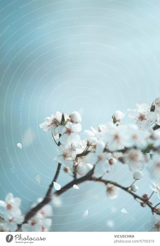 Schöne Frühlingszeit Natur Hintergrund mit wilden Kirschblüten am blauen Himmel Hintergrund. Draußen schön im Freien Saison Pflanze Garten Ast Blüte