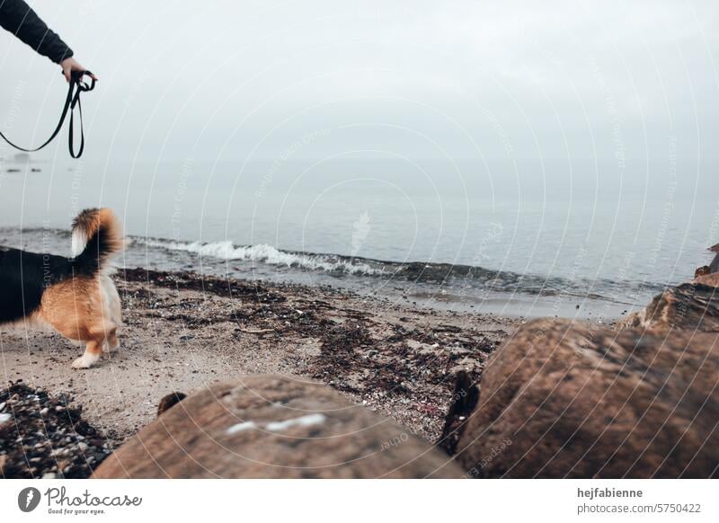 Am Hundestrand: Schwimmen oder nicht schwimmen? Perspektivische Aufnahme eines vom Meer abgewandten Hundes und einer zeigenden Hand mit Leine Leinenpflicht