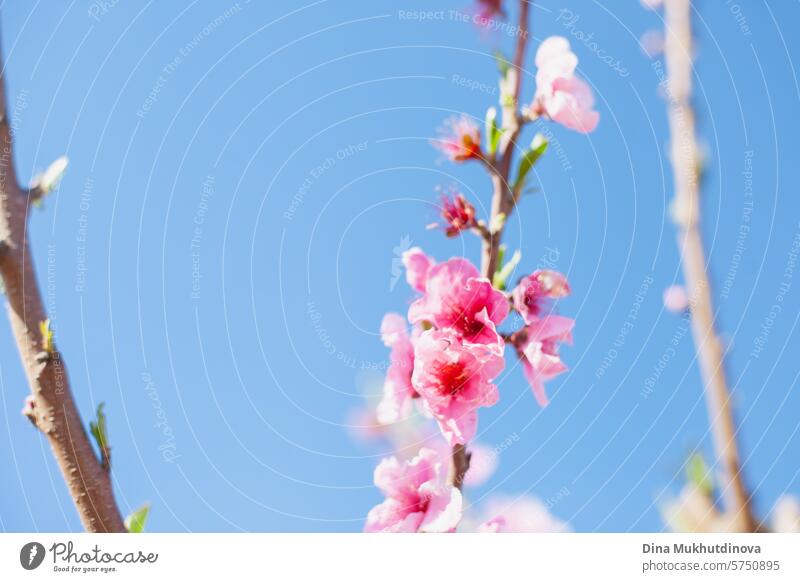 blühende Mandelbäume gegen blauen Himmel. Frühling Hintergrund. Rosa Blüten von Kirsch-oder Pfirsichbäumen in Obstgarten Garten. Landwirtschaftliche Industrie.