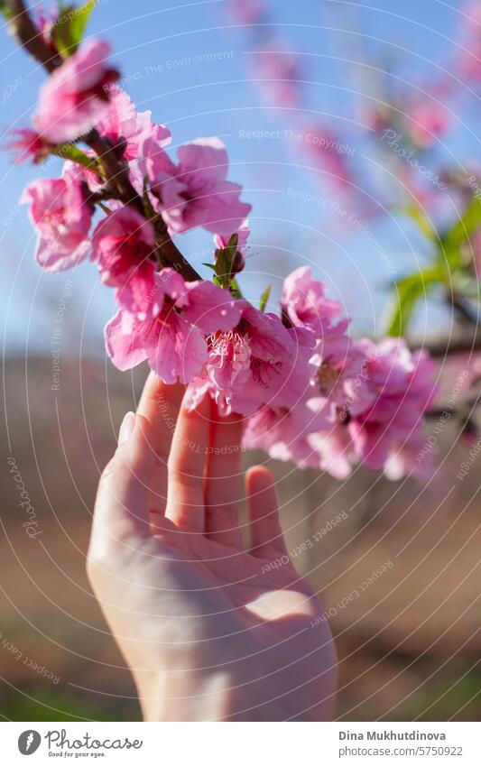 Hand berühren Mandelbaumblüte in der Blüte gegen blauen Himmel. Frühling Hintergrund. Rosa Blüten von Kirsch-oder Pfirsichbäumen in Obstgarten Garten. Landwirtschaftliche Industrie.