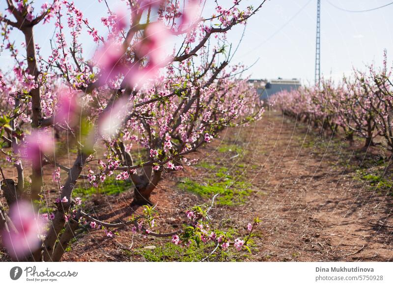 Mandelbäume in Blüte. Frühling Hintergrund. Rosa Blüten von Kirsch-oder Pfirsichbäumen in Obstgarten Garten. Landwirtschaftliche Industrie. rosa Blütezeit Natur