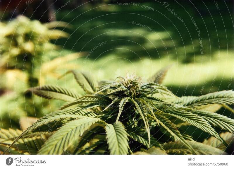 Legalisierung Marihuana Gras Cannabis Pflanze Hanf legalisieren Betäubungsmittel cbd medizinisch Natur Kraut Gesundheit Medikament Wachstum Medizin Terasse