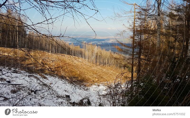 Klimawandel Wald Natur Berge u. Gebirge Licht Schatten Baum Dürre sterben Holz Horizont Ferne Schnee Hitze Naturschutz Zukunft Winter Herbst Sommer Fragen