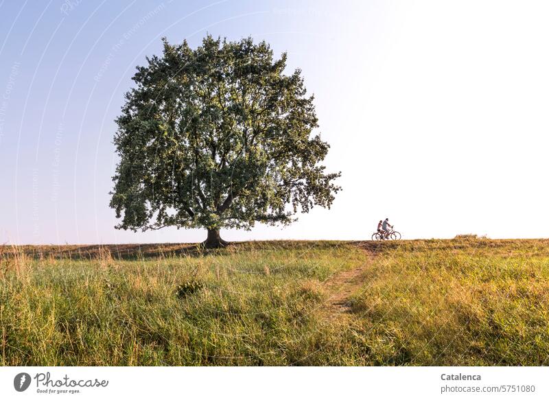 Baum, Fahrradfahrer am  Horizont Natur Umwelt Gras Wiese Pflanze Himmel schönes Wetter Sommer Blau Grün Sport Spaß frische Luft Tag Tageslicht