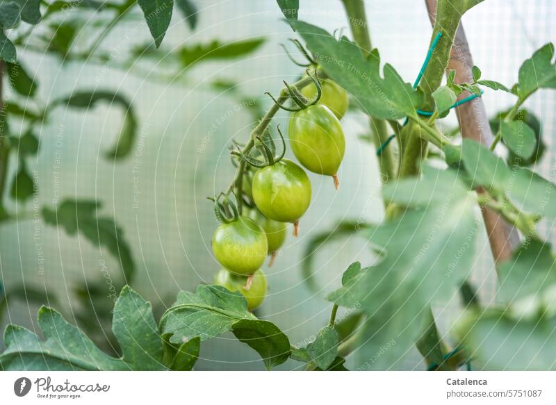 Tomaten wachsen heran Natur Flora Nutzpflanze Pflanze Tomatenpflanze gedeihen Gemüse Nachtschattengewächse Garten Ernährung Lebensmittel grün Tag Tsgeslicht