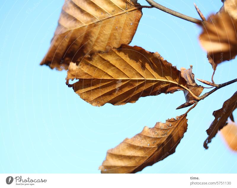 Buchenblätter im Herbst Blätter sonnig Ast Zweig Verfärbung Wandel & Veränderung warm Jahreszeit Herbstfarben braun verwelkt