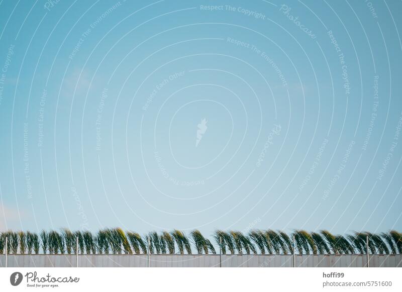 minimalistische Szene mit Deichgras und blauem Himmel Deichkrone großer Baum Sommer Nordsee Gras Ferne Deichkuppe Landschaft Einsamkeit Minimalismus Windstille