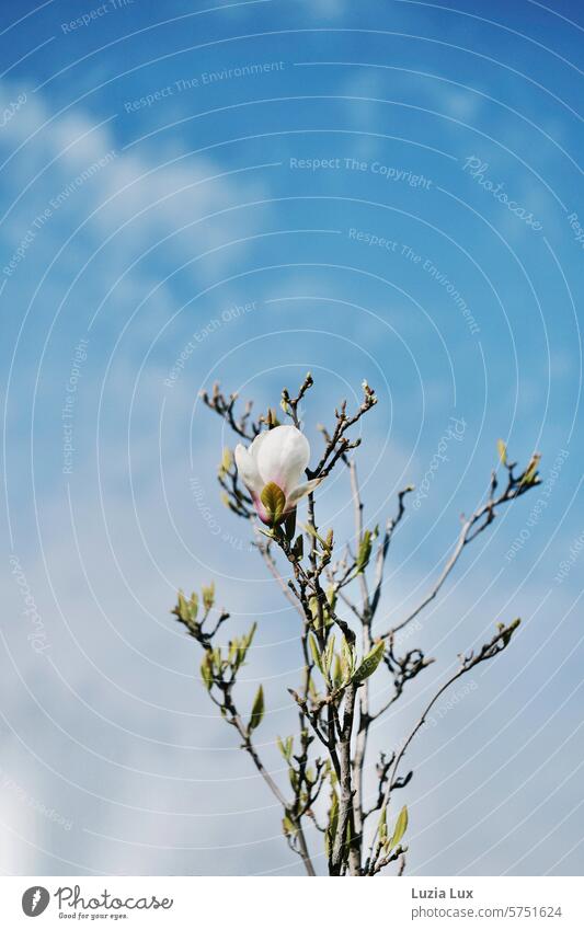 Weiße Magnolienblüte ragt in blauen Himmel schön Frühlingstag Ast weiß Blüte Magnolienbaum Baum Magnoliengewächse frühlingshaft Frühlingserwachen Wachstum