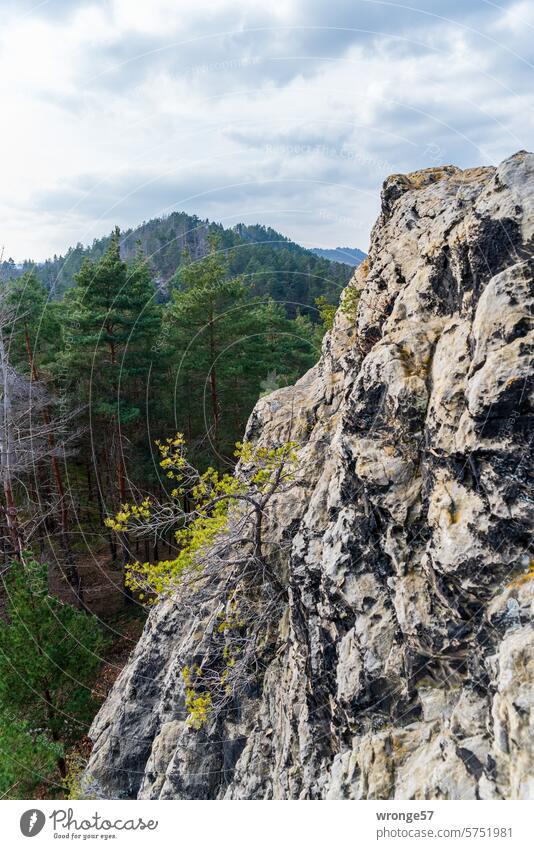 Winzige Kiefer klammert sich in den steilen Fels einer Klippe Gebirge Gebirgslandschaft Felsen Felsengruppe steiler Felsen Winzling Landschaft Natur