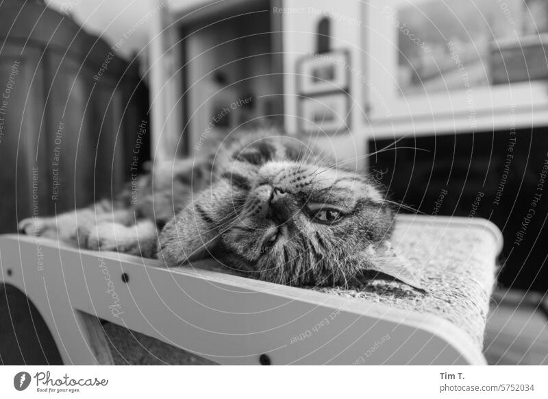 Kater relaxt auf der Kratzpappe Katze s/w relaxen Schwarzweißfoto Tag Tier Haustier Menschenleer Hauskatze Tierporträt Fell b/w b&w Blick in die Kamera zuhause