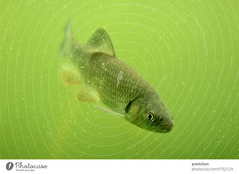 heimischer fisch in grünem wasser. schwimmen giftgrün teich unterirdisch Farbfoto Wasser Menschenleer