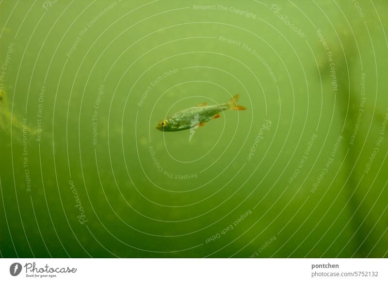 kleiner, heimischer, fisch in grünem wasser. schwimmen giftgrün teich unterirdisch Farbfoto Wasser Menschenleer