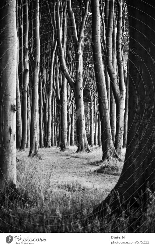 Dicht Natur Sand Frühling Baum Gras Wald dunkel Schwarzweißfoto Außenaufnahme Menschenleer Textfreiraum unten Tag Licht Schatten Kontrast Silhouette