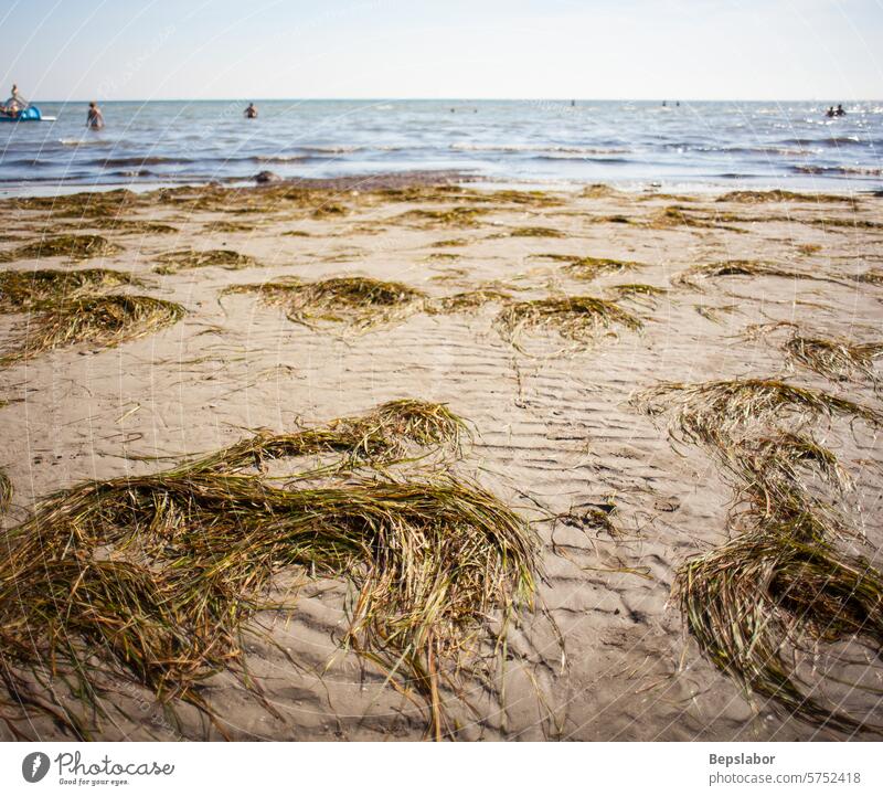 Posidonia oceanica, auch Neptungras oder Mittelmeer-Bandkraut genannt, am Strand von Grado Seegras-Sommer touristisch Tourismus Italien mediterran adriatisch