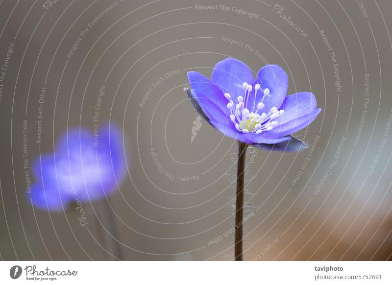 Detail der Blüte von Hepatica nobilis Kuhschelle Anemonenblüte Blütezeit Überstrahlung Unschärfe verschwommen botanisch Botanik Farbe farbenfroh filigran Umwelt