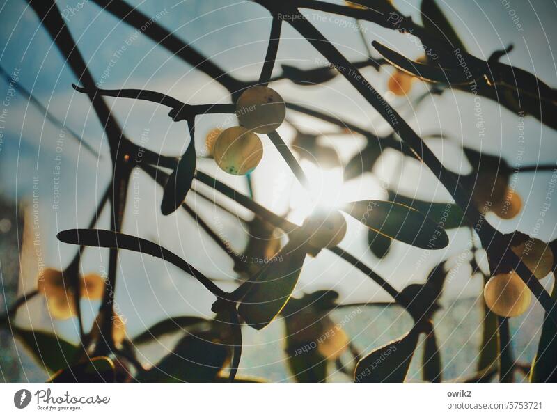 Kleine Kullern im Gegenlicht Beerenstrauch Zweige Natur Zweige u. Äste Unschärfe Tageslicht natürlich Menschenleer Sonnenlicht Dickicht Blätter Strauch Farbfoto