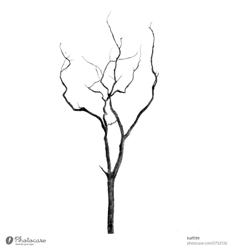 kahler Ast ohne Blätter vor gänzlich weißem Hintergrund Waldsterben Verzweigung Neutraler Hintergrund kahler Baum freigestellt minimalistisch Minimalismus