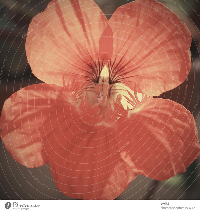 Knallrotes Blümchen Kapuzinerkresse Blüte knallrot leuchtend Rot Außenaufnahme Einblick Blühend Menschenleer Natur Botanik Wachstum Totale Nahaufnahme Blume