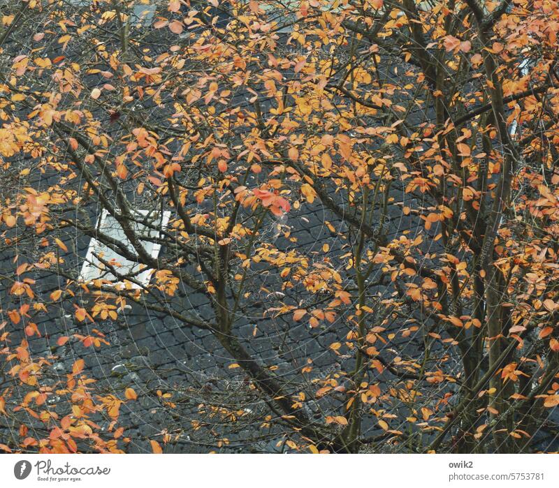 Blätterdach Dachfenster oben Vogelperspektive Laubbaum Herbstlaub Laubfärbung Dachpappe Zweige u. Äste Natur herbstlich Baum Herbstfärbung Blatt Jahreszeiten