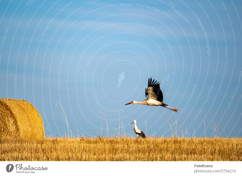 Ein Storch fliegt über ein abgeerntetes Feld Horizont Weißstorch Lebewesen Heu Natur Wirbeltiere Stroh Schwarm Tier Ackerbau Klapperstorch oft Vogel im Freien