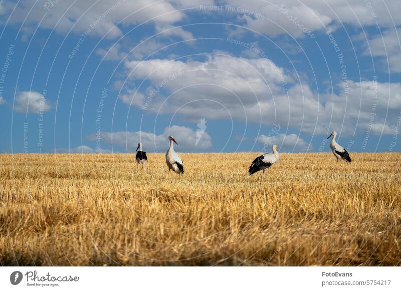 Störche auf einem Stoppelfeld Horizont Weißstorch Heu Natur Tag Wirbeltiere Stroh Schwarm Tier Ackerbau Klapperstorch oft Vogel im Freien