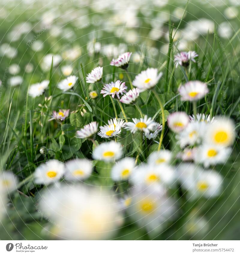 Viele Gänseblümchen bevölkern eine Wiese Gänseblümchenwiese Blüte Gras Frühling weiß grün Blühend Ostern Schönheit in der Natur Flora März Romantik verwundbar