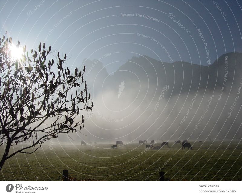 herbst Herbst Nebel Kuh Alm Baum mystisch Nationalpark Gesäuse Berge u. Gebirge Außenaufnahme Sonne