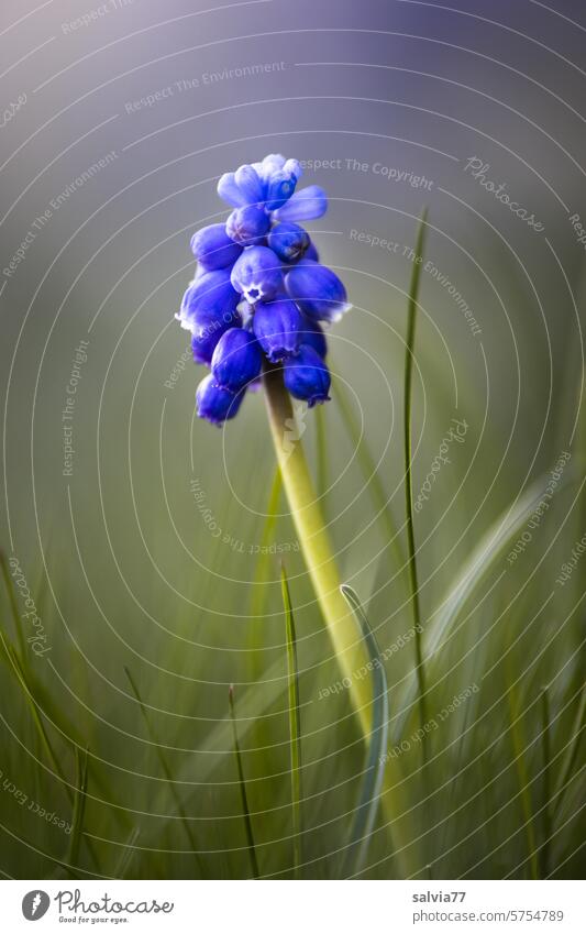 Bauernbübchen mit blauer Mütze Traubenhyazinthe Frühling Pflanze Blume Blüte Natur Nahaufnahme Makroaufnahme Farbfoto Blühend Hyazinthe Frühlingsgefühle