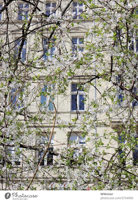 Frühling in Berlin- Ein blühender Baum mit zarten grünen Blättern vor einem Wohnhaus Haus Wohngebiet Wohnbezirk Bezirk Kiez Zentrum alt Altbau April März Blüte