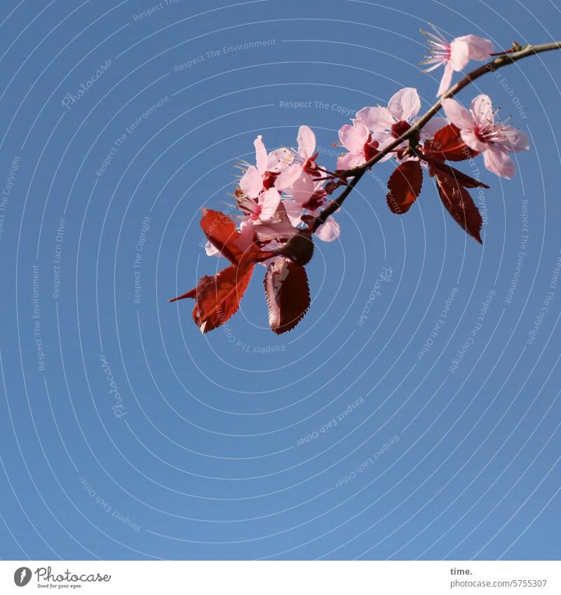 Kirschblütenzweig Zweig Ast Frühling Himmel Natur Umwelt aufbruch Kraft sonnig Frühlingsgefühle Pflanze Blühend Kirschbaum Schönes Wetter rosa natürlich