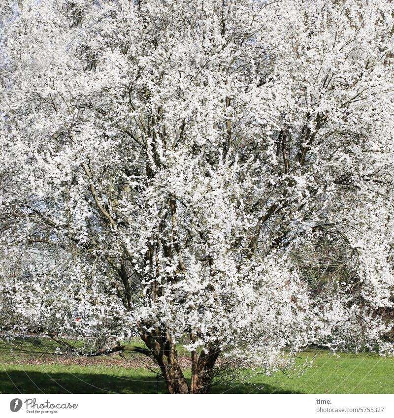 Feuerwerksbaum, sagt Lukas Natur Umwelt Baum Blüte Pracht Frühling Frühjahr Zweige Äste Park Wiese Duft weiß üppig verschwenderisch großzügig Kirsche
