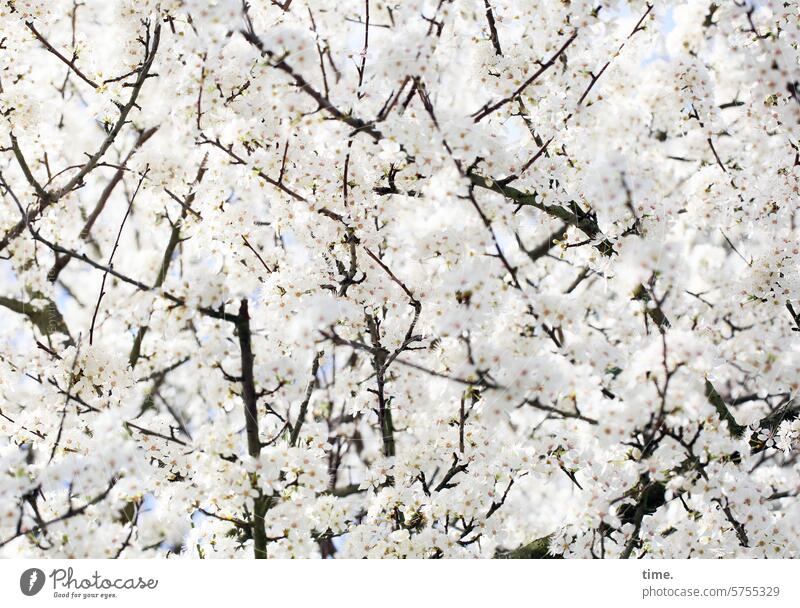 Frühlingsschnee, findet Lukas Natur Umwelt Baum Blüte Pracht Frühjahr Zweige Äste weiß üppig verschwenderisch großzügig Kirsche Vogelkirsche Wildkirsche