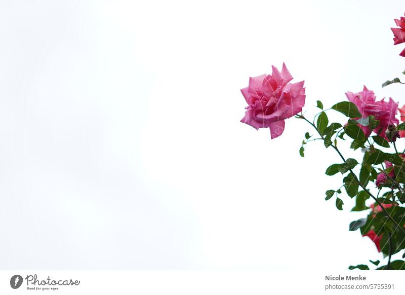 Rosafarbene Kletterrose Rose Natur Dornen Blume Blumen Himmel Blau Blüte Sommer Nahaufnahme Dekoration & Verzierung Valentinstag Muttertag Farbfoto