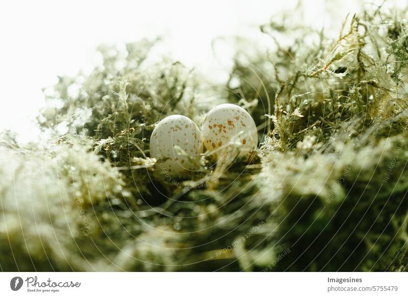 Verlassen. Vogelnest Blaumeise (Cyanistes caeruleus) Eier verlassen Nest Blaumeiseneier Natur Tierverhalten Tiernest Tierthemen Tierwelt Vogelbeobachtung