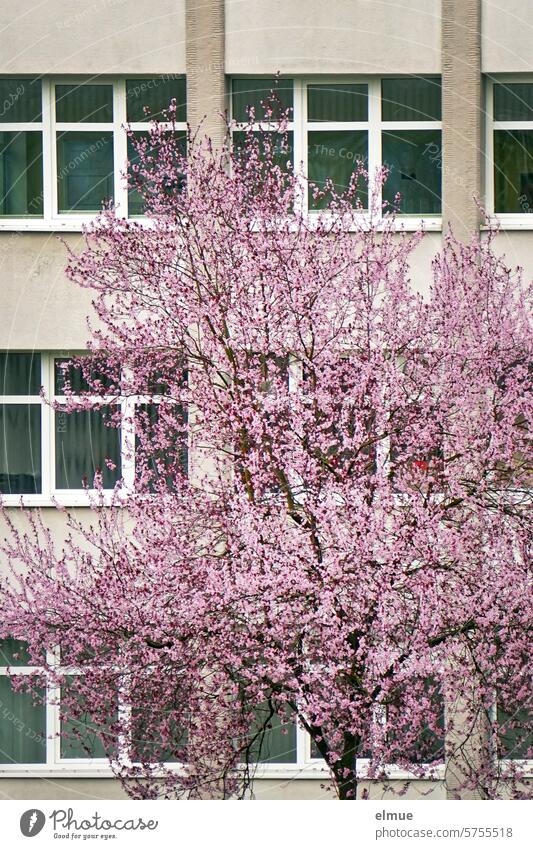 blühender Blutpflaumenbaum vor einem Bürogebäude Frühling Blüte Baumblüte Frühlingsgefühle rosa Blüten Blog zart Jahreszeiten Fenster Duft Wachstum Gefühle