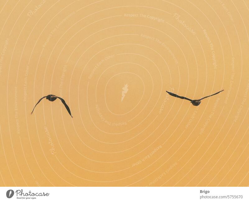 Zwei Gänse fliegen in den Sonnenuntergang gänse sonnenutergang Himmel Vögel Natur frei Freiheit Zugvögel Vogelzug Bewegung Luft Außenaufnahme reisen auswandern